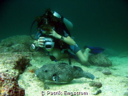 Diver and puffer fish by Patrik Engstrom 